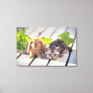 American Shorthair; is de populairste en meest pop Canvas Afdruk