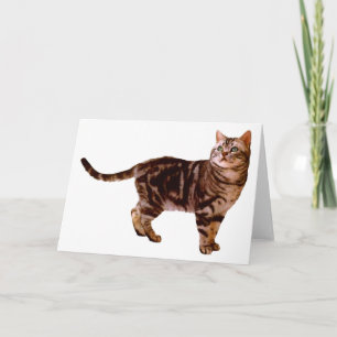 American Shorthair Kaart