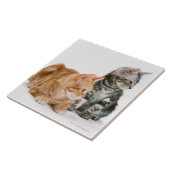 American Shorthair Tegeltje (Zijkant)