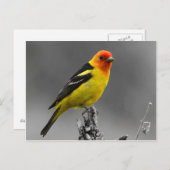 American Songbird Postcard Briefkaart (Voorkant / Achterkant)