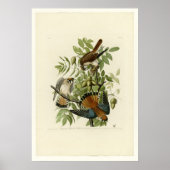 American Sparrow Hawk Poster (Voorkant)