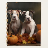 American Staffordshire Puppy Automne Délice (Devant)