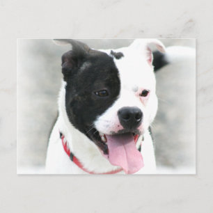 American Staffordshire Terrier Briefkaart