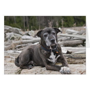American Staffordshire Terrier Carte photo
