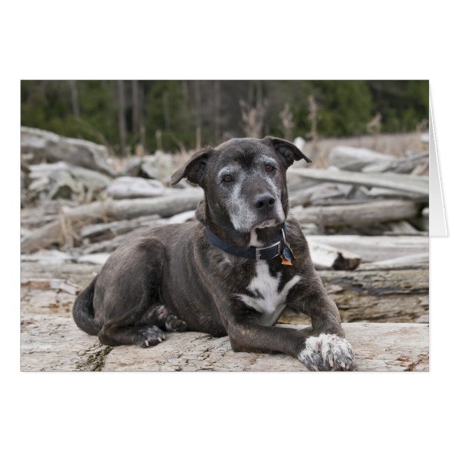 American Staffordshire Terrier Carte photo (Devant horizontal)