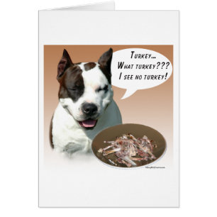 American Staffordshire Terrier Turquie