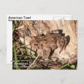 American Toad Briefkaart (Voorkant / Achterkant)