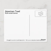 American Toad Briefkaart (Achterkant)