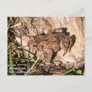 American Toad Briefkaart