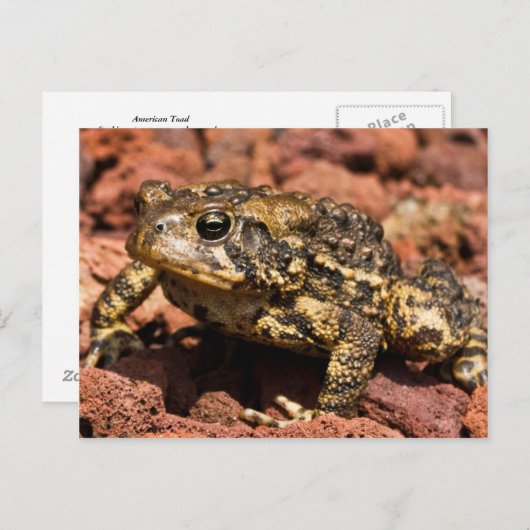 American Toad Briefkaart (Voorkant / Achterkant)