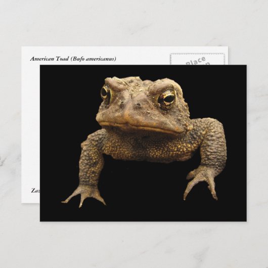 American Toad Briefkaart (Voorkant / Achterkant)