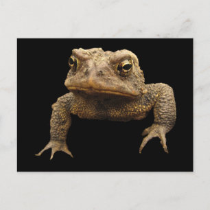 American Toad Briefkaart