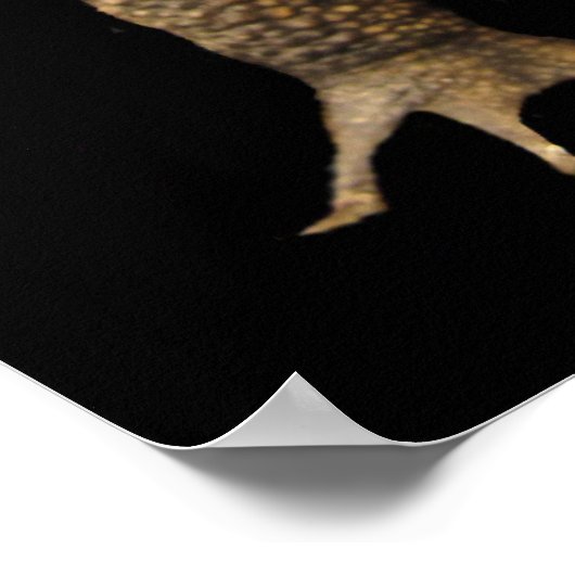 American Toad Earth Day Poster (Hoek)