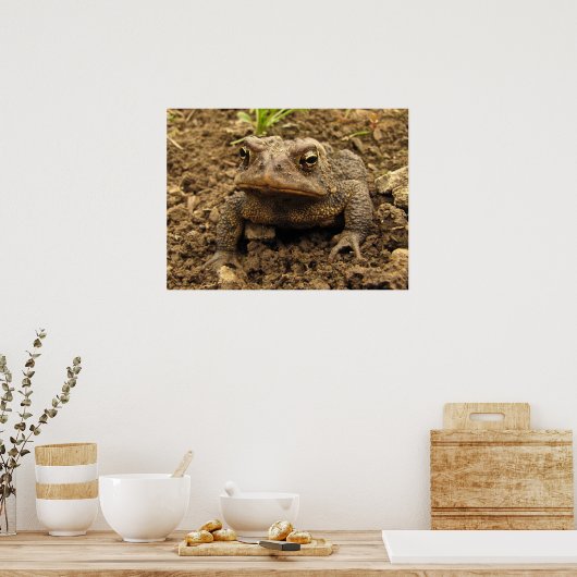 American Toad Poster (Keuken)