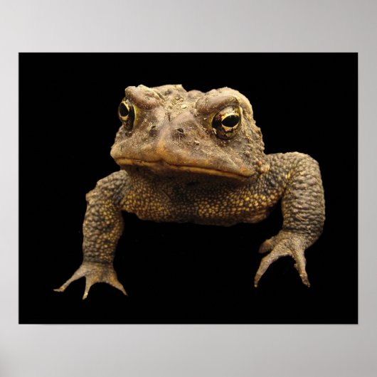 American Toad Poster (Voorkant)