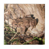 American Toad Tegeltje (Voorkant)