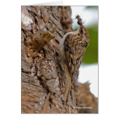 American Treecreeper avec bug (Devant)