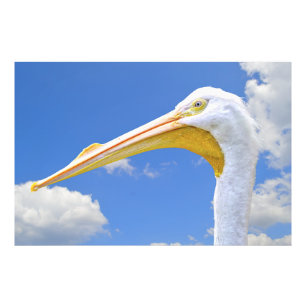 American White Pelican Foto Afdruk