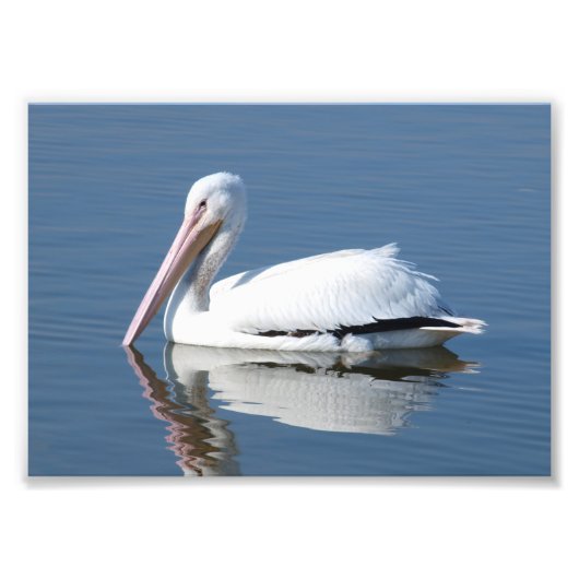 American White Pelican Foto Afdruk (Voorkant)