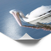 American White Pelican Foto Afdruk (Hoek)