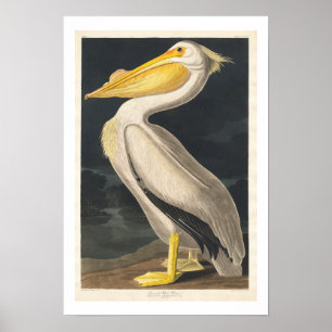 American White Pelican par Audubon Poster