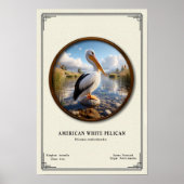 American White Pelican Zoology Series Poster (Devant)