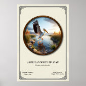 American White Pelican Zoology Series Poster (Devant)
