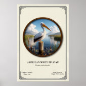American White Pelican Zoology Series Poster (Devant)