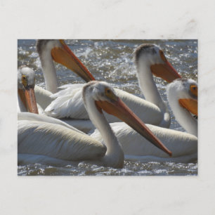 American White Pelicans Just Gezegde Hi Briefkaart