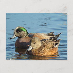 American Widgeon Pair (Drake en Hen) Feestdagenkaart