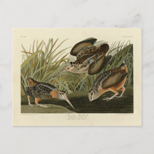 American Woodcock van Audubon's Birds of America Briefkaart