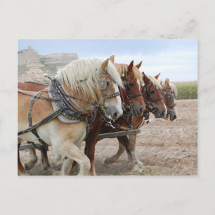 American Work Horse Briefkaart