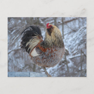 AMERICANA ROOSTER IN WINTERGIFTEN BRIEFKAART