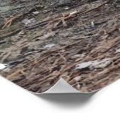 Amerikaans Alligator-Poster Poster (Hoek)