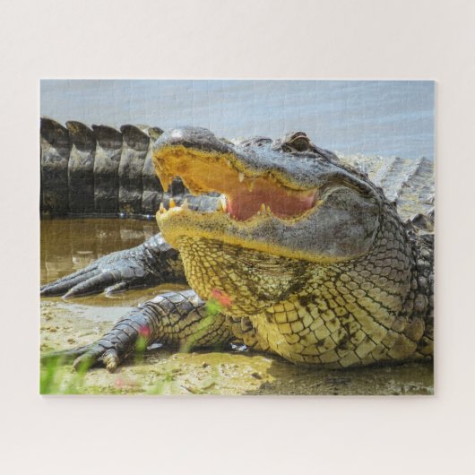 Amerikaans alligatorportret legpuzzel (Horizontaal)