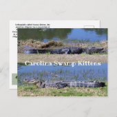 Amerikaans Alligators Briefkaart (Voorkant / Achterkant)