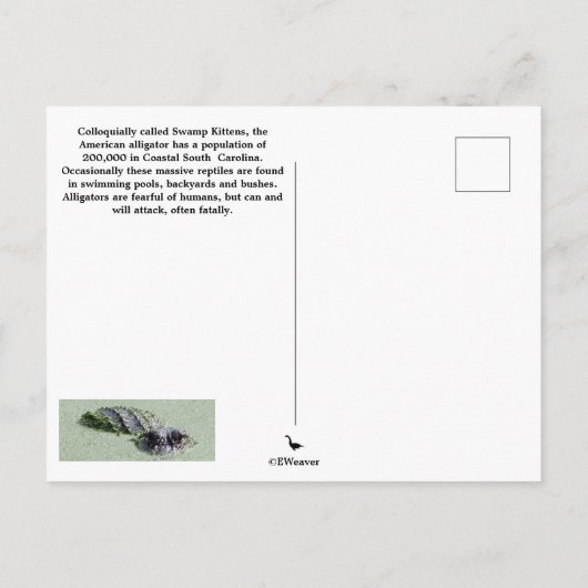 Amerikaans Alligators Briefkaart (Achterkant)