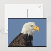 Amerikaans Bald Eagle II Briefkaart (Voorkant / Achterkant)