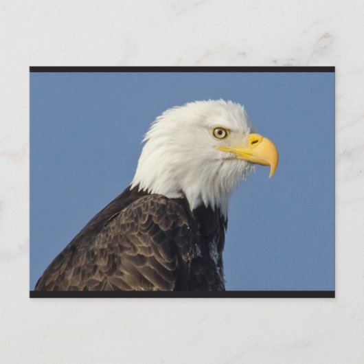 Amerikaans Bald Eagle II Briefkaart (Voorkant)
