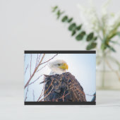 Amerikaans Bald Eagle IV Briefkaart (Staand voorkant)