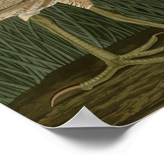 Amerikaans Bittern Poster (Hoek)