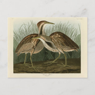 Amerikaans Bittern - van Audubon's Birds of Americ Briefkaart