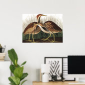 Amerikaans Bittern van John James Audubon Poster (Thuiskantoor)