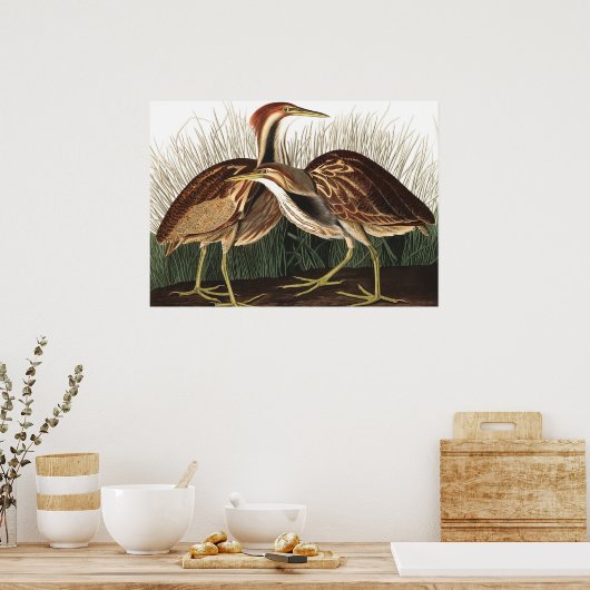 Amerikaans Bittern van John James Audubon Poster (Keuken)