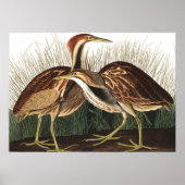 Amerikaans Bittern van John James Audubon Poster (Voorkant)