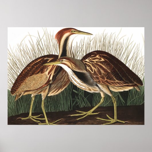 Amerikaans Bittern van John James Audubon Poster (Voorkant)