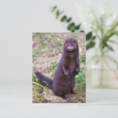 Amerikaans Briefkaart (Staand voorkant)