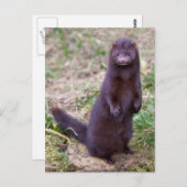 Amerikaans Briefkaart (Voorkant / Achterkant)