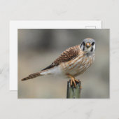 Amerikaans Briefkaart (Voorkant / Achterkant)