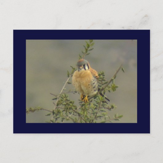 Amerikaans Briefkaart (Voorkant)